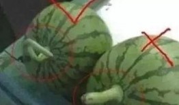 会长吃瓜爆料是真的吗,真相还是谣言？